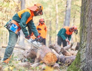 Importanța echipamentului de protecție în industria forestieră: ghid pentru lucrătorii din domeniu