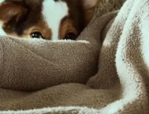 Fleece cu F de la Frig